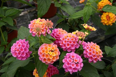 Photos von Blumenvarianten benutzt als: Topf, Beet, Terrasse Lantana camara Evita® Rose