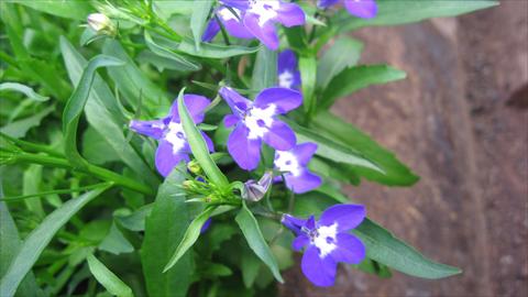 Photos von Blumenvarianten benutzt als: Topf, Beet, Terrasse, Ampel Lobelia California® Dark Blue with eye