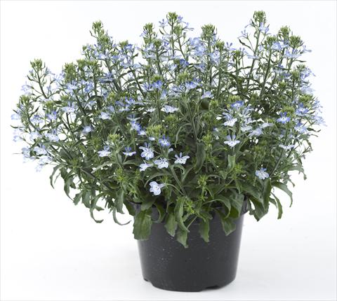 Photos von Blumenvarianten benutzt als: Topf, Beet, Terrasse, Ampel Lobelia California® Light Blue White