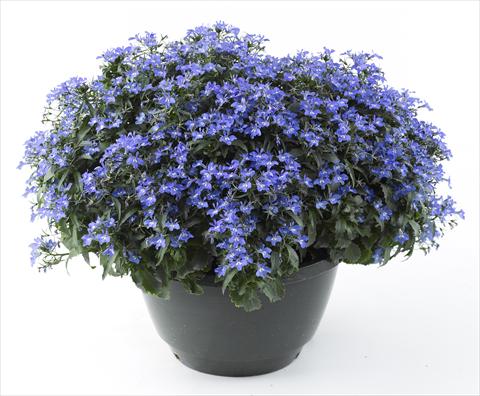 Photos von Blumenvarianten benutzt als: Topf, Beet, Terrasse, Ampel Lobelia California® Sky Blue