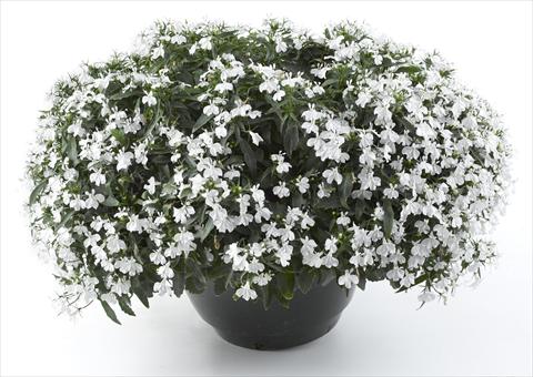 Photos von Blumenvarianten benutzt als: Topf, Beet, Terrasse, Ampel Lobelia California® White