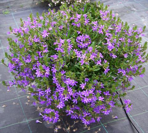 Photos von Blumenvarianten benutzt als: Topf, Terrasse, Ampel. Scaevola aemula Compact Blue