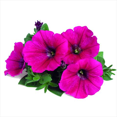 Photos von Blumenvarianten benutzt als: Ampel/Topf Petunia RED FOX Potunia® Neon
