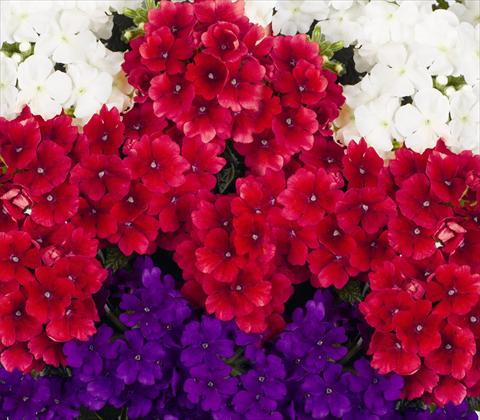 Photos von Blumenvarianten benutzt als: Topf, Terrasse, Ampel. 3 Combo RED FOX Confetti Garden Trio Empress Liberty