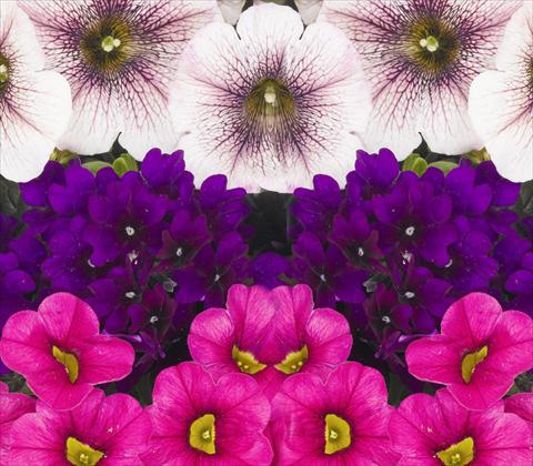 Photos von Blumenvarianten benutzt als: Topf, Terrasse, Ampel. 3 Combo RED FOX Confetti Garden Trio Kir Royal
