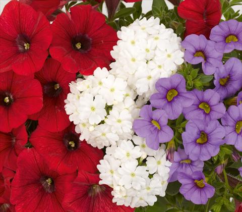 Photos von Blumenvarianten benutzt als: Topf, Terrasse, Ampel. 3 Combo RED FOX Confetti Garden Trio Patriot