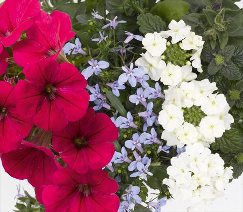 Photos von Blumenvarianten benutzt als: Topf, Terrasse, Ampel. 3 Combo RED FOX Confetti Garden Trio Water Wonders