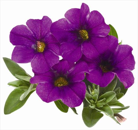 Photos von Blumenvarianten benutzt als: Topf, Terrasse, Ampel. Calibrachoa RED FOX Aloha® Kona Dark Lavender
