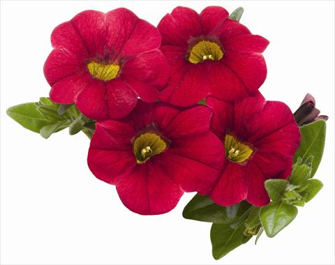 Photos von Blumenvarianten benutzt als: Topf, Terrasse, Ampel. Calibrachoa RED FOX Aloha® Kona Dark Red