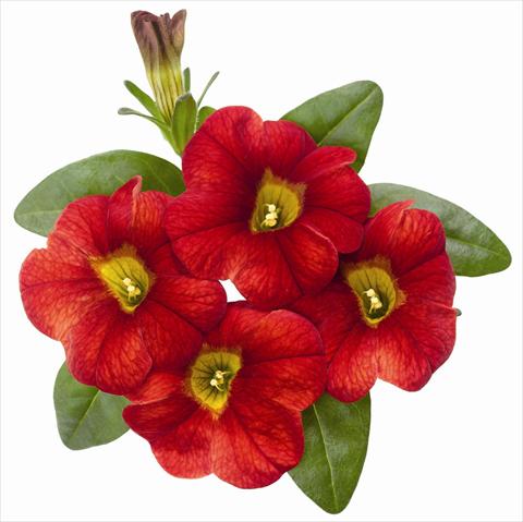 Photos von Blumenvarianten benutzt als: Topf, Terrasse, Ampel. Calibrachoa RED FOX Aloha® Fire 2012