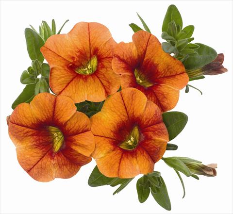Photos von Blumenvarianten benutzt als: Topf, Terrasse, Ampel. Calibrachoa RED FOX Aloha® Kona Hot Orange