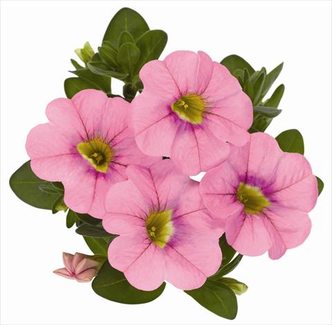 Photos von Blumenvarianten benutzt als: Topf, Terrasse, Ampel. Calibrachoa RED FOX Aloha® Kona Soft Pink