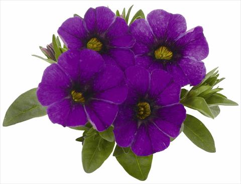 Photos von Blumenvarianten benutzt als: Topf, Terrasse, Ampel. Calibrachoa RED FOX Aloha® Kona True Blue