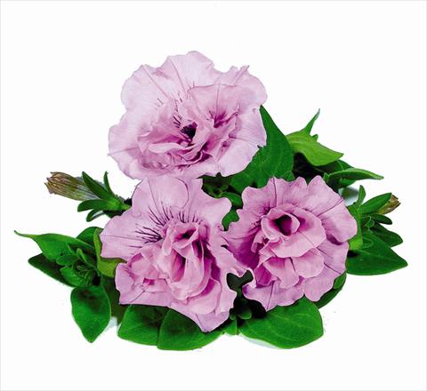 Photos von Blumenvarianten benutzt als: Ampel/Topf Petunia x hybrida RED FOX Double Surprise Soft Pink