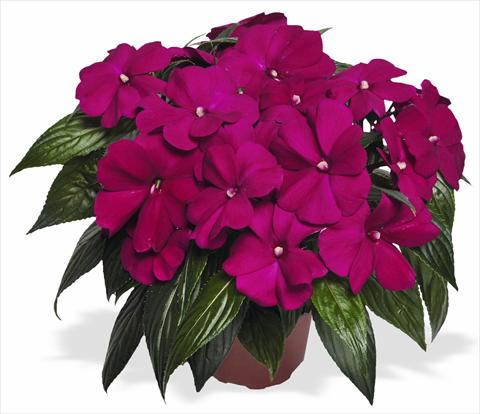 Photos von Blumenvarianten benutzt als: Topf und Beet Impatiens N. Guinea Magnum Purple