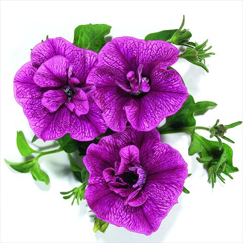 Photos von Blumenvarianten benutzt als: Ampel/Topf Petunia x hybrida RED FOX Double Surprise Purple Vein