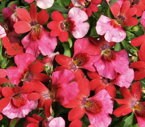 Photos von Blumenvarianten benutzt als: Ampel/Topf Nemesia RED FOX Nemo Pink Shades