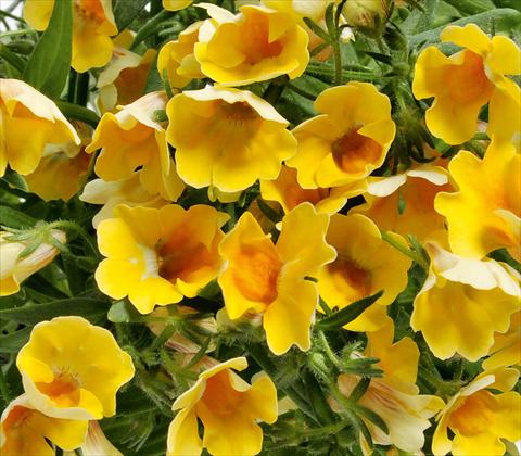 Photos von Blumenvarianten benutzt als: Ampel/Topf Nemesia RED FOX Nemo Yellow