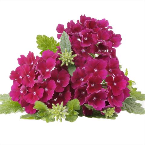 Photos von Blumenvarianten benutzt als: Topf und Beet Verbena RED FOX Empress Flair Burgundy