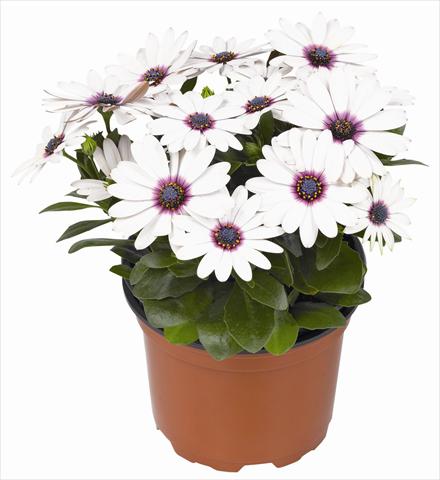 Photos von Blumenvarianten benutzt als: Topf und Beet Osteospermum RED FOX Summertime® Sweet White