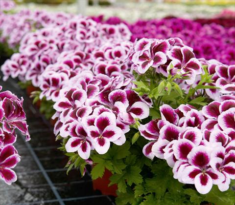 Photos von Blumenvarianten benutzt als: Terrasse, Topf Pelargonium interspec. RED FOX Graziosa Purple Picotee