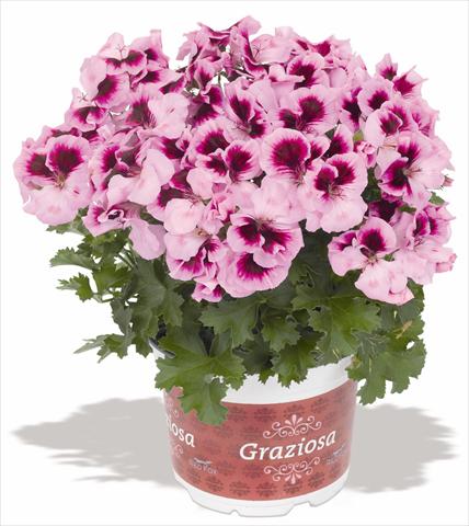Photos von Blumenvarianten benutzt als: Terrasse, Topf Pelargonium interspec. RED FOX Graziosa Royal Lavender