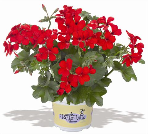 Photos von Blumenvarianten benutzt als: Topf, Terrasse, Ampel. Pelargonium peltatum RED FOX Belle Ville Red