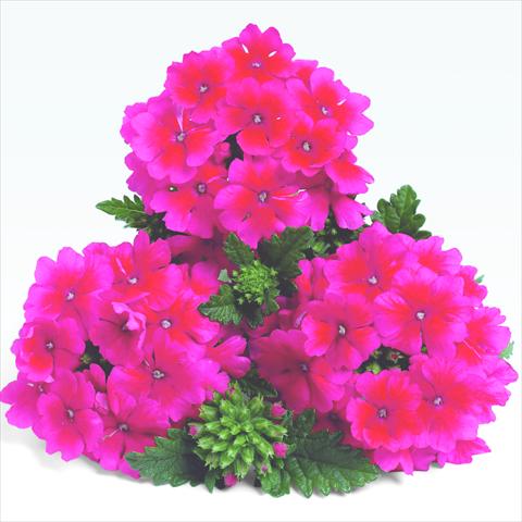 Photos von Blumenvarianten benutzt als: Topf und Beet Verbena RED FOX Empress Strawberry