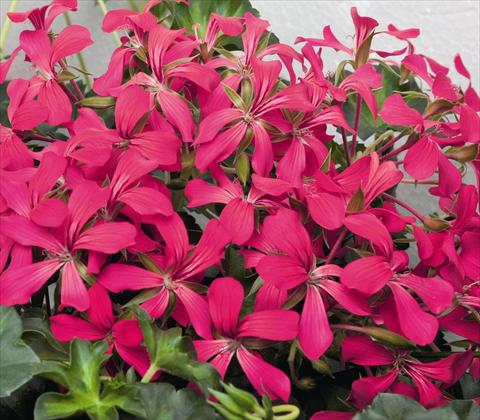 Photos von Blumenvarianten benutzt als: Topf, Terrasse, Ampel. Pelargonium peltatum RED FOX Decora Rouge