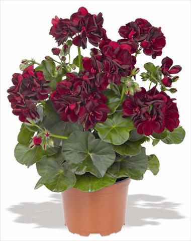 Photos von Blumenvarianten benutzt als: Topf, Terrasse, Ampel. Pelargonium peltatum RED FOX Pacific Black Night