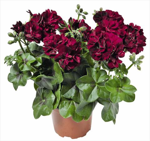 Photos von Blumenvarianten benutzt als: Topf, Terrasse, Ampel. Pelargonium peltatum RED FOX Great Balls of Fire Burgundy