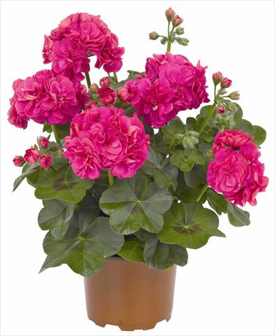 Photos von Blumenvarianten benutzt als: Topf, Terrasse, Ampel. Pelargonium peltatum RED FOX Great Balls of Fire Deep Rose