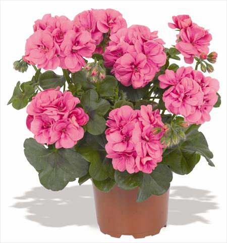Photos von Blumenvarianten benutzt als: Topf, Terrasse, Ampel. Pelargonium peltatum RED FOX Great Balls of Fire Pink