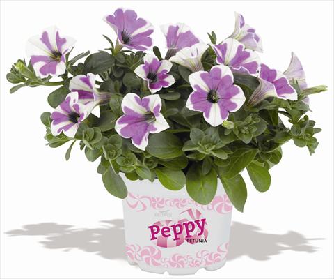 Photos von Blumenvarianten benutzt als: Topf, Terrasse, Ampel. Petunia RED FOX Peppy Lavender