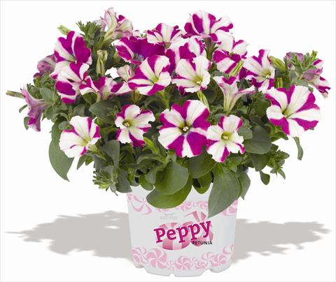 Photos von Blumenvarianten benutzt als: Topf, Terrasse, Ampel. Petunia RED FOX Peppy Purple