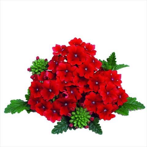 Photos von Blumenvarianten benutzt als: Topf und Beet Verbena RED FOX Empress Dark Red