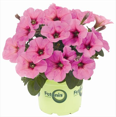 Photos von Blumenvarianten benutzt als: Topf, Terrasse, Ampel. Petunia x hybrida RED FOX Potunia® Plus Pinkalicious