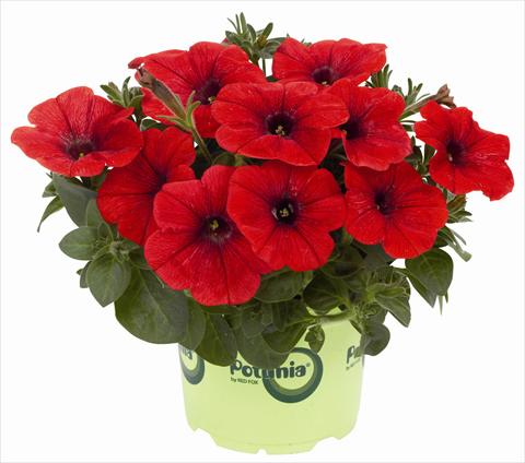 Photos von Blumenvarianten benutzt als: Topf, Terrasse, Ampel. Petunia x hybrida RED FOX Potunia® Plus Red