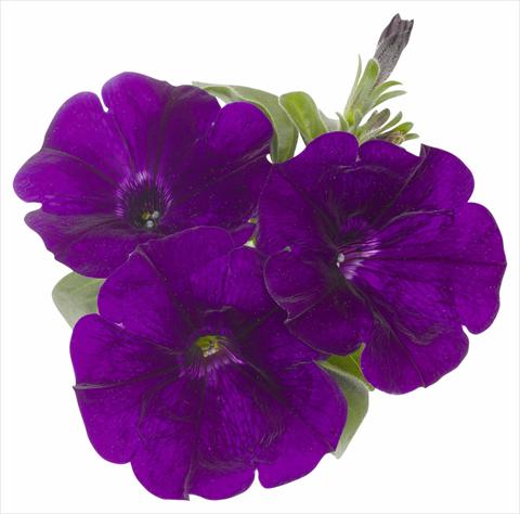 Photos von Blumenvarianten benutzt als: Topf, Beet, Terrasse, Ampel Petunia x hybrida RED FOX Surprise Midnight Blue