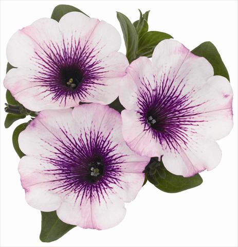 Photos von Blumenvarianten benutzt als: Topf, Beet, Terrasse, Ampel Petunia x hybrida RED FOX Surprise Purple Ice