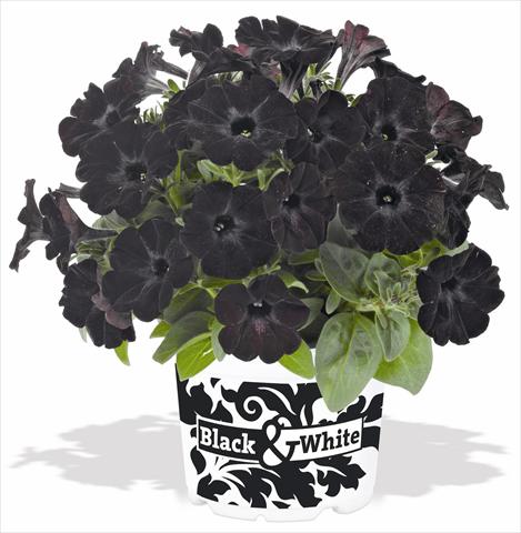 Photos von Blumenvarianten benutzt als: Topf, Beet, Terrasse, Ampel Petunia x hybrida RED FOX Sweetunia® Black Satin