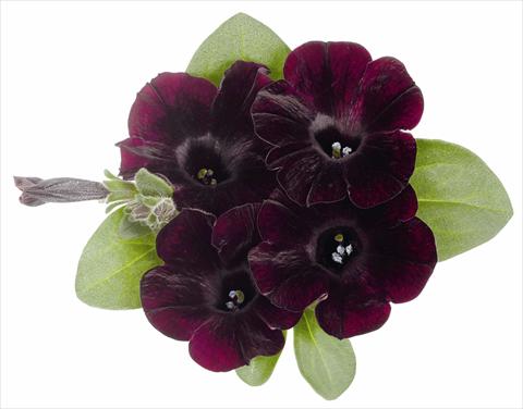 Photos von Blumenvarianten benutzt als: Topf, Beet, Terrasse, Ampel Petunia x hybrida RED FOX Sweetunia® Bordeaux