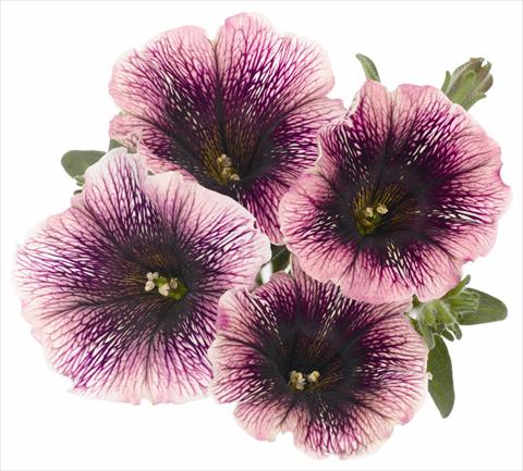 Photos von Blumenvarianten benutzt als: Topf, Beet, Terrasse, Ampel Petunia x hybrida RED FOX Sweetunia® Mystery