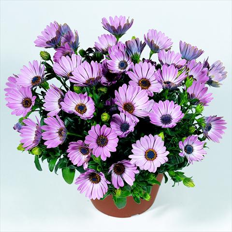 Photos von Blumenvarianten benutzt als: Topf und Beet Osteospermum RED FOX Summertime® Pink