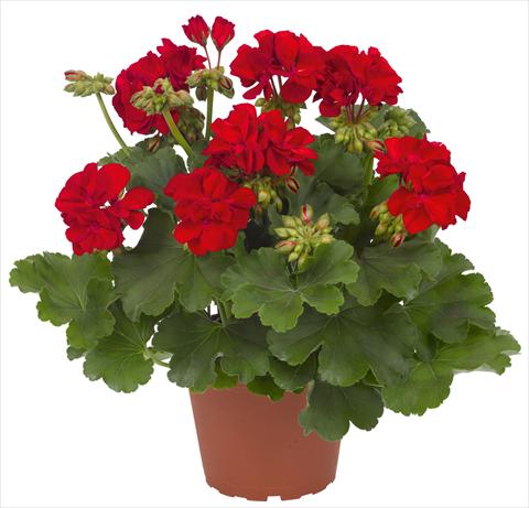 Photos von Blumenvarianten benutzt als: Terrasse, Topf Pelargonium interspec. RED FOX Cumbanita Dark Red