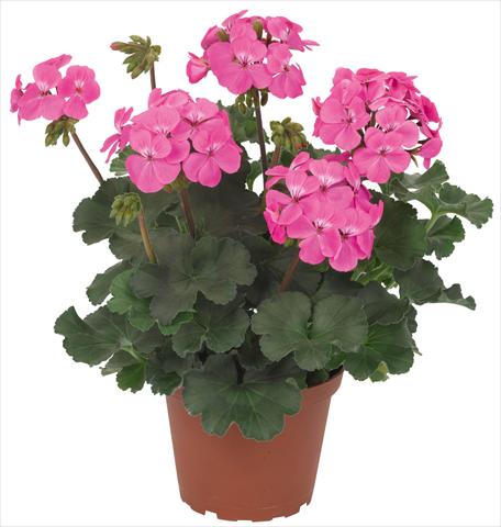 Photos von Blumenvarianten benutzt als: Terrasse, Topf Pelargonium interspec. RED FOX Sarita Pink