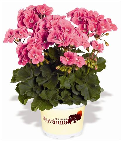 Photos von Blumenvarianten benutzt als: Terrasse, Topf Pelargonium zonale RED FOX Savannah Sizzle