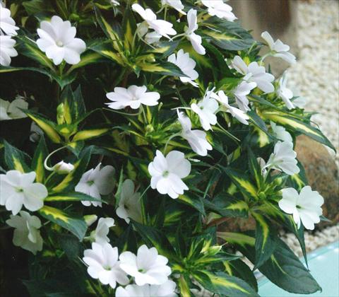 Photos von Blumenvarianten benutzt als: Topf, Beet, Terrasse, Ampel Impatiens N. Guinea SunPatiens® Spreading White