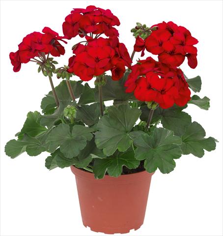 Photos von Blumenvarianten benutzt als: Terrasse, Topf Pelargonium interspec. RED FOX Sarita Dark Red