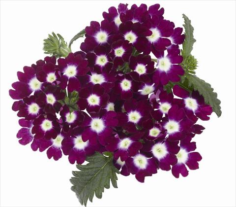 Photos von Blumenvarianten benutzt als: Topf, Terrasse, Ampel. Verbena hybrida RED FOX Empress Burgundy Charme
